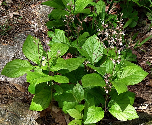 {Collinsonia verticillata}